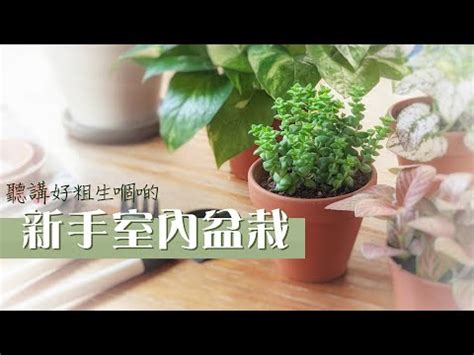 公司植物|2024 最推薦的 15 款辦公室植物，好照顧、美觀又能幫助招財！